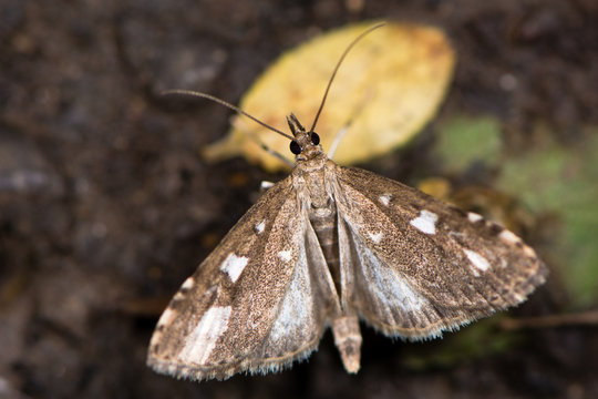Udea olivalis micro moth with wings open. Small insect in the family Crambidae with wings open and hindwings visible