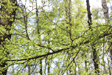 Green larch needles.
