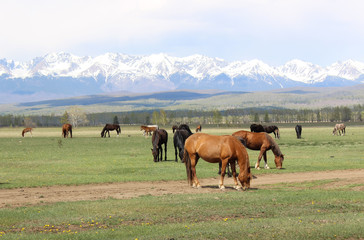 Horses on a glade