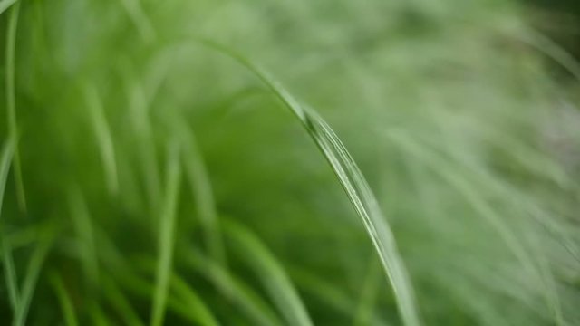 풀잎 - Images et vidéos libres de droits | Adobe Stock