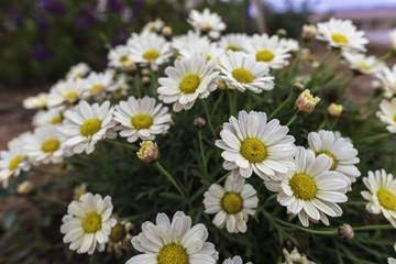 Daisies.