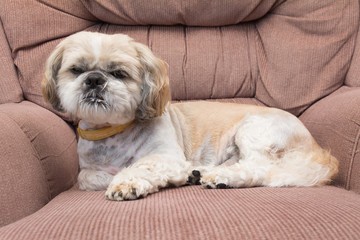small dog is on retro armchair