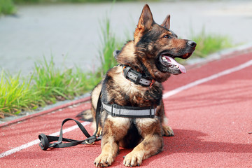 портрет служебной овчарки