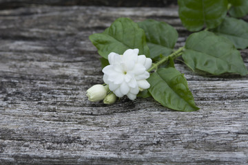 top view white jasmine