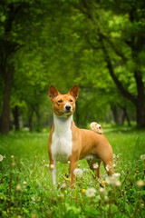 beautiful purebred Basenji dog