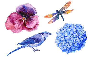 акварельный рисунок,птица,стрекоза,бабочка ,гортензия © mitrushova