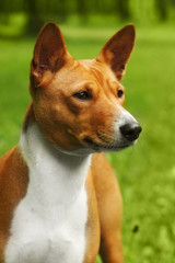 beautiful purebred Basenji dog