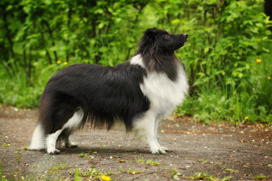 sheltie dog in the show position