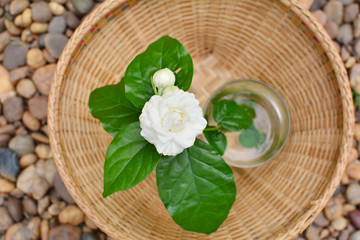 Fototapeta na wymiar top view white jasmine