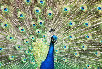 Obraz premium Beautiful Indian peafowl - Pavo cristatus - male (peacock)