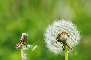 Two dandelion in a meadow. Close up photo.