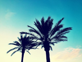Obraz na płótnie Canvas Palm sunset - Formentera Spain