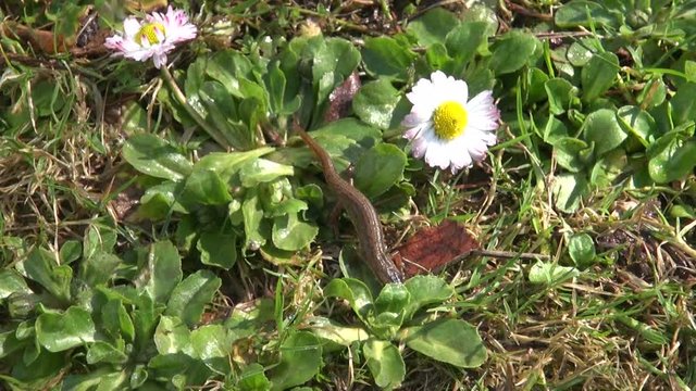 Smooth newt Triturus vulgaris crawling on spring grass