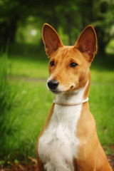 beautiful purebred Basenji dog