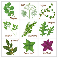 Culinary herbs or medicinal herbs. Curative aromatic herbs and spices.  Fresh organic vegetarian food