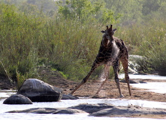 Giraffe drinking water from a river