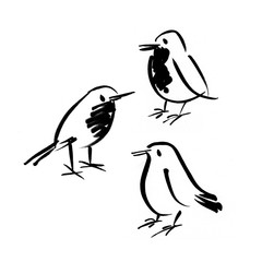 hand drawn ink birds.
