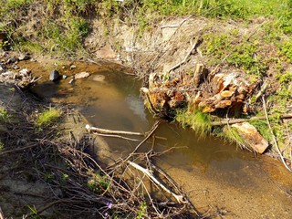 Creek in wild nature after wood exploitationduring sunny day