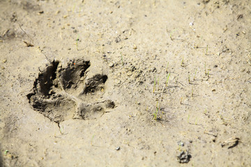 Dog paw imprint