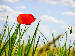 Mohnblume im Kornfeld mit blauem Himmel und Sonnenschein