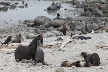 Fototapeta premium Northern fur seal