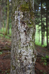 Bark pitch Norway spruce tree. Spruce - Picea abies. Pitch on a tree