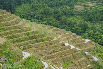 The beautiful terrace fields scenery in spring