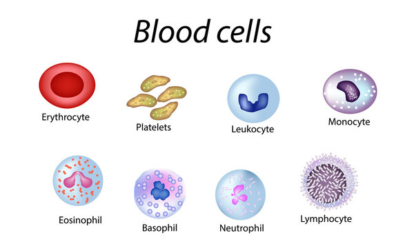 Blood cells. Set of colored cells. Red blood cells, platelets, leukocytes, lymphocytes, eosinophils, neutrophils, basophils, monocytes. Infographics. Vector illustration on isolated background