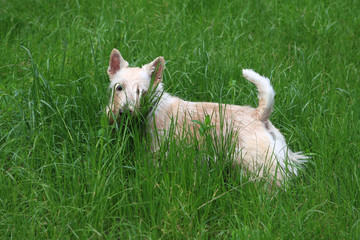 Wheaten Scottish Terrier Dog - walks in green grass - 113524956