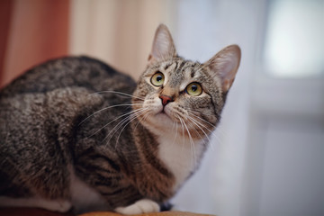 Fototapeta premium Gray striped domestic cat