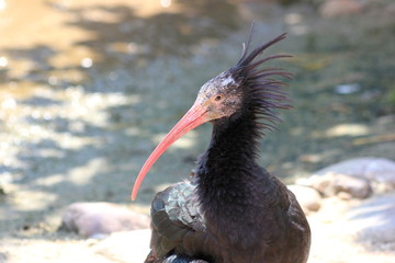 Der Kopf vom seltenen Waldrapp (Geronticus eremita)