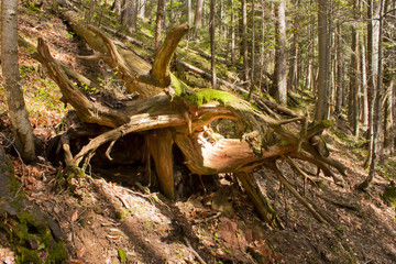 Fallen tree after rains.