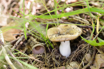 Little Russula Pallidospora