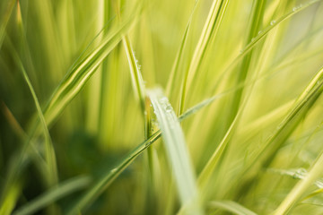 Green grass with dew drops