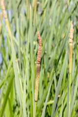 Young Reed's Cattail Detail