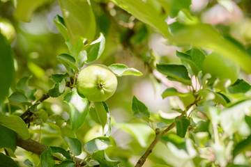 Young Wild Apple in Spring