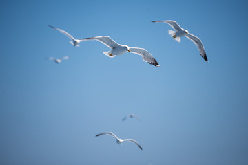 Naklejka premium Seagulls flying in Corfu, Greece