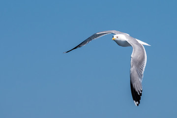 Seagull flying in Corfu, Greece