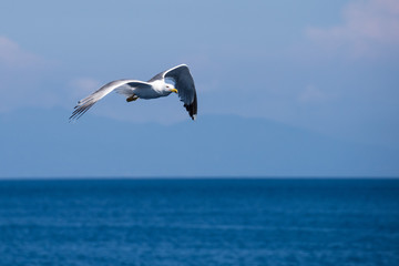 Fototapeta na wymiar Seagull flying over the sea in Corfu, Greece