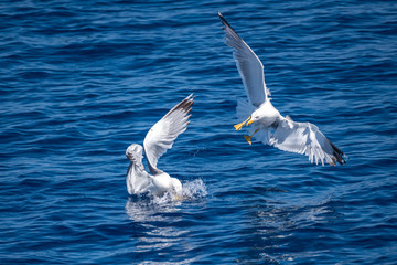 Seagulls fighting for food in Corfu, Greece