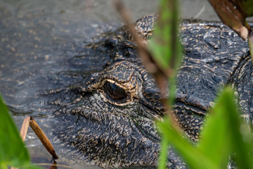 Alligator / Alligator in the marsh close-up