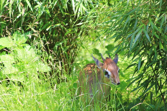 Eine Zwergantilope (Dikdik) im hohen Gras