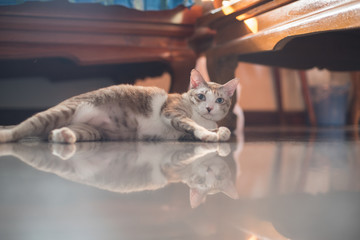 closed up the salit cat is looking something