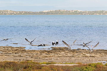 Large Australian Pelican water birds flying near waterfront at Coorong national park in South Australia