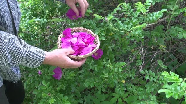 Herbalist collecting Rosa canina petals