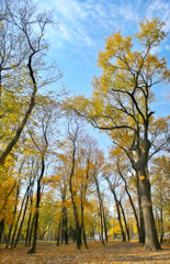 Fototapeta premium Autumn trees in the Park