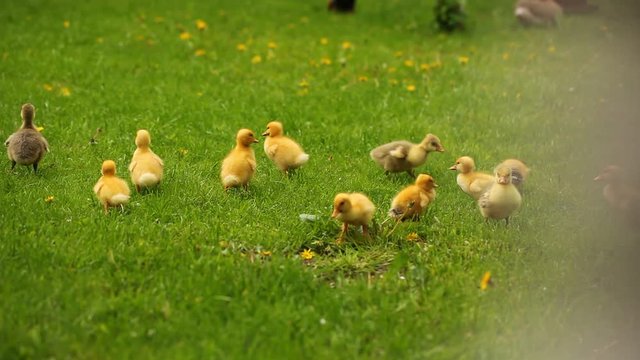 little ducklings and goslings eating the green grass