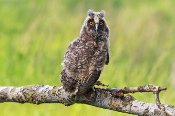 little owlet sitting on a branch