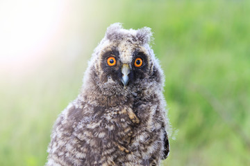 Portrait of baby owls with sunny hotspot