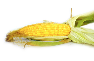 Fresh local organic corn on white background